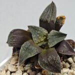 Haworthia Seedling Picta Maughanii Black Major S103 - 6