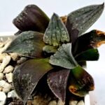 Haworthia Seedling Picta Maughanii Black Major S103 - 7