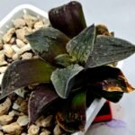 Haworthia Seedling Picta Maughanii Black Major S103 - 8