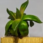 Haworthia Seedling MS157 Springbok Kegazato - 1