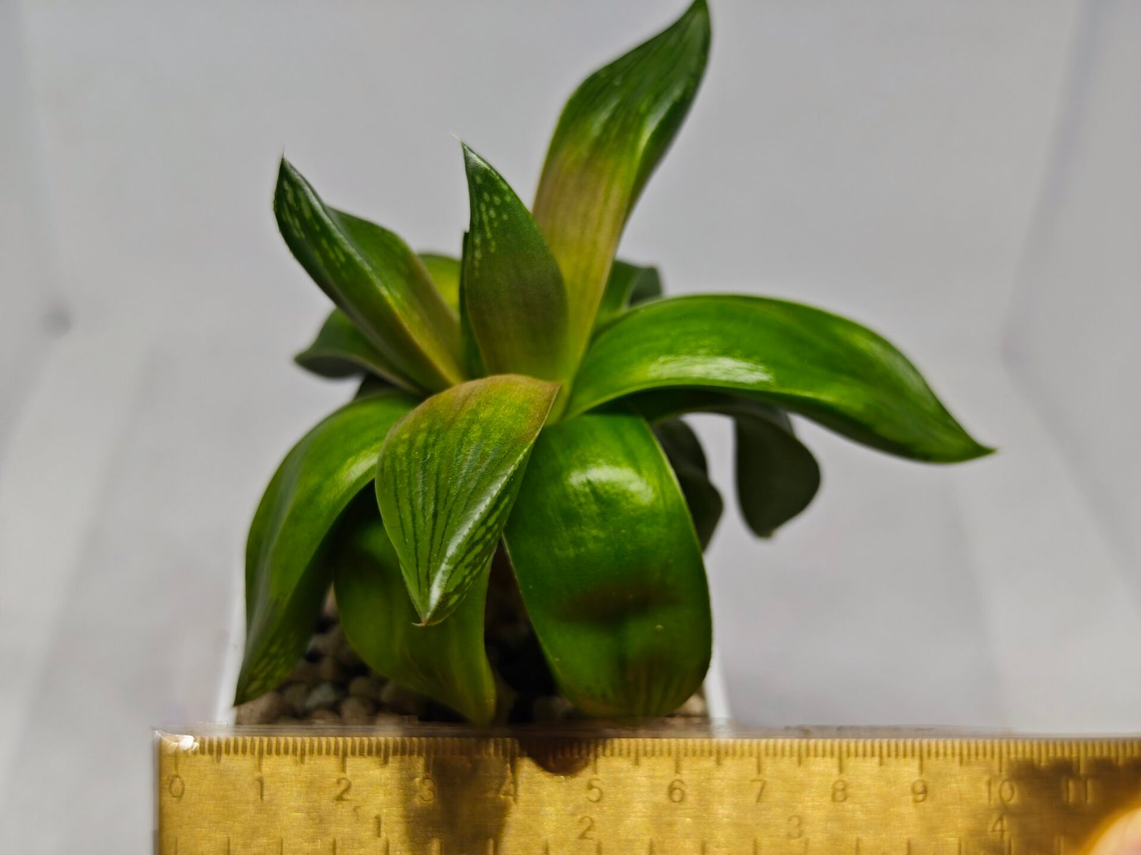 Haworthia Seedling MS157 Springbok Kegazato - 1