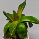 Haworthia Seedling MS157 Springbok Kegazato - 2