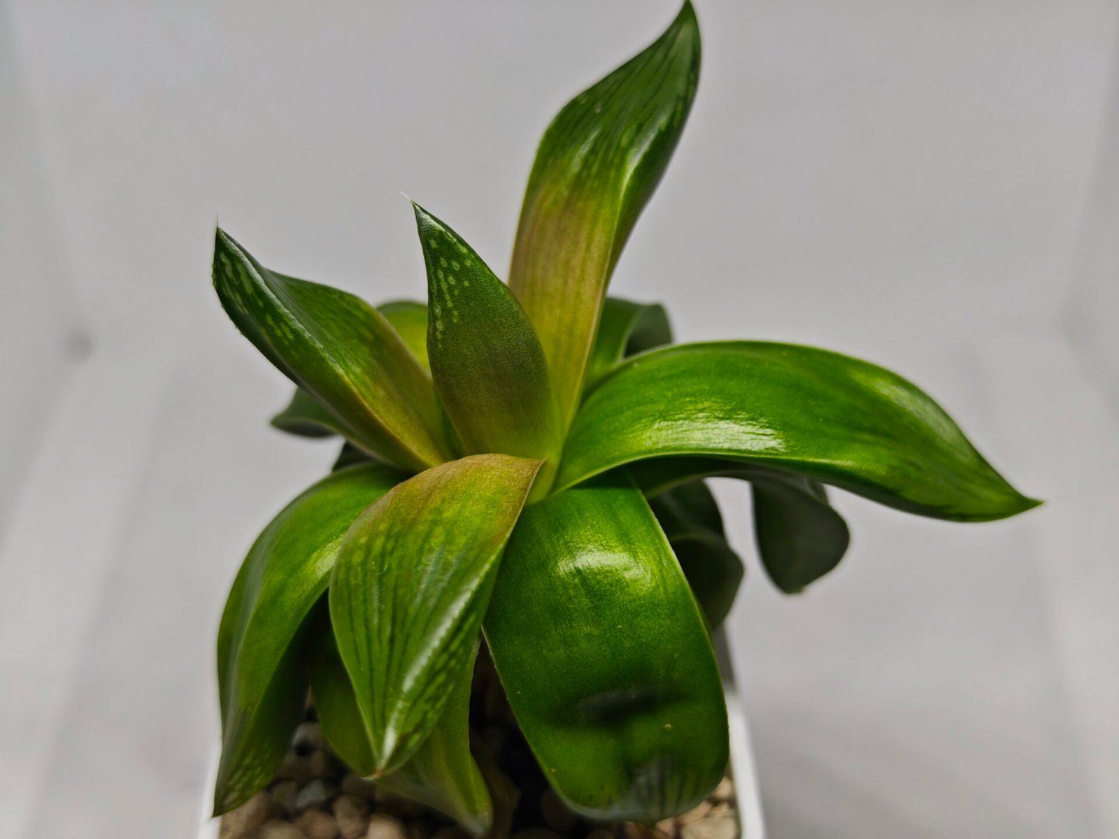 Haworthia Seedling MS157 Springbok Kegazato - 2