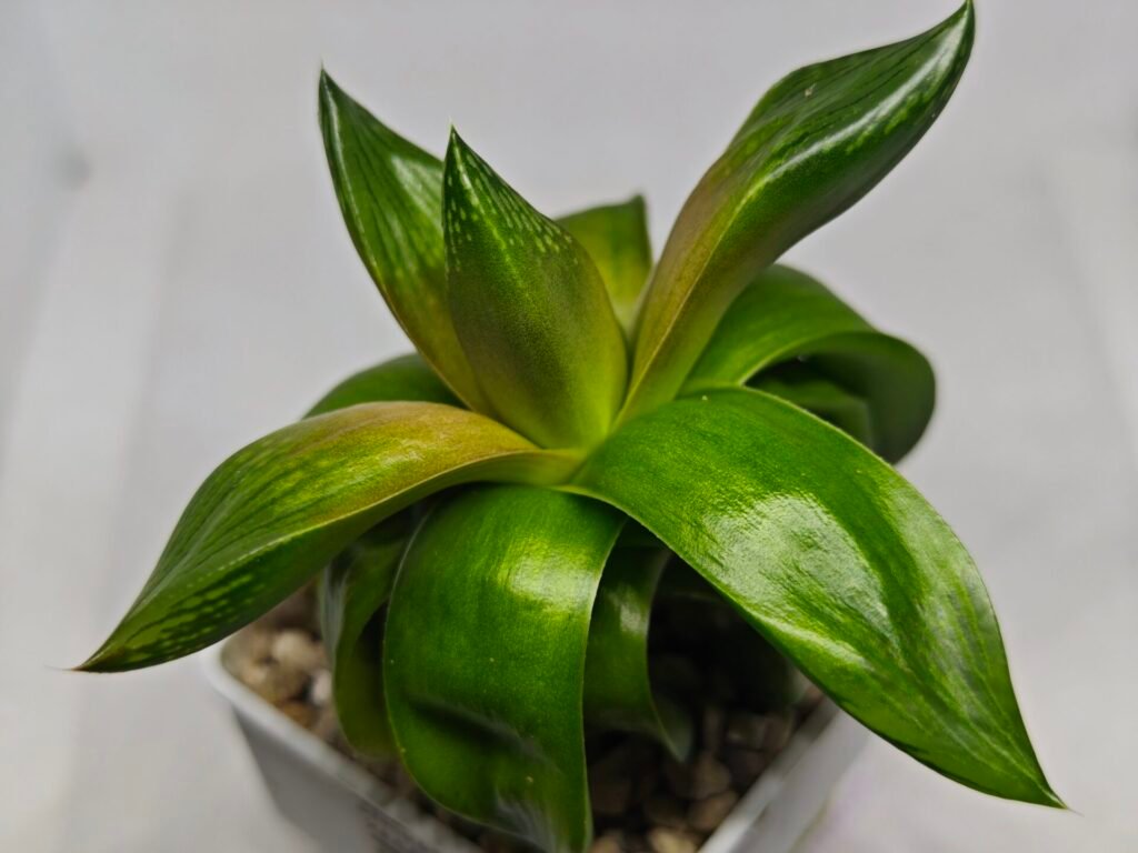Haworthia Seedling MS157 Springbok Kegazato - 3