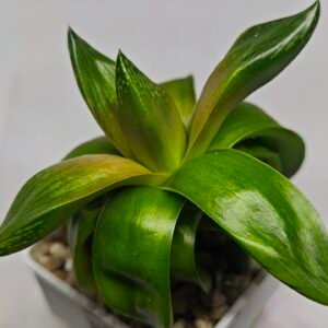 Haworthia Seedling MS157 Springbok Kegazato - 3