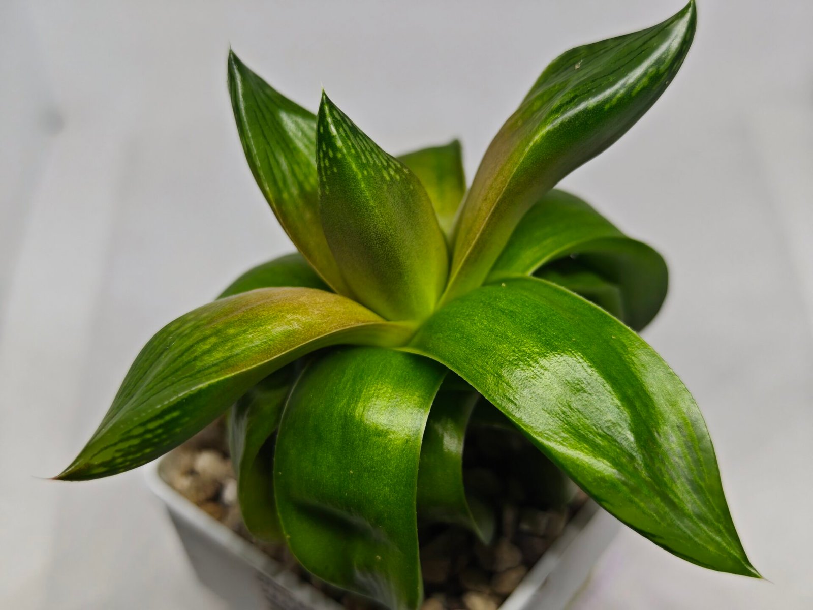 Haworthia Seedling MS157 Springbok Kegazato - 3