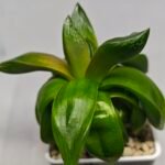 Haworthia Seedling MS157 Springbok Kegazato - 4