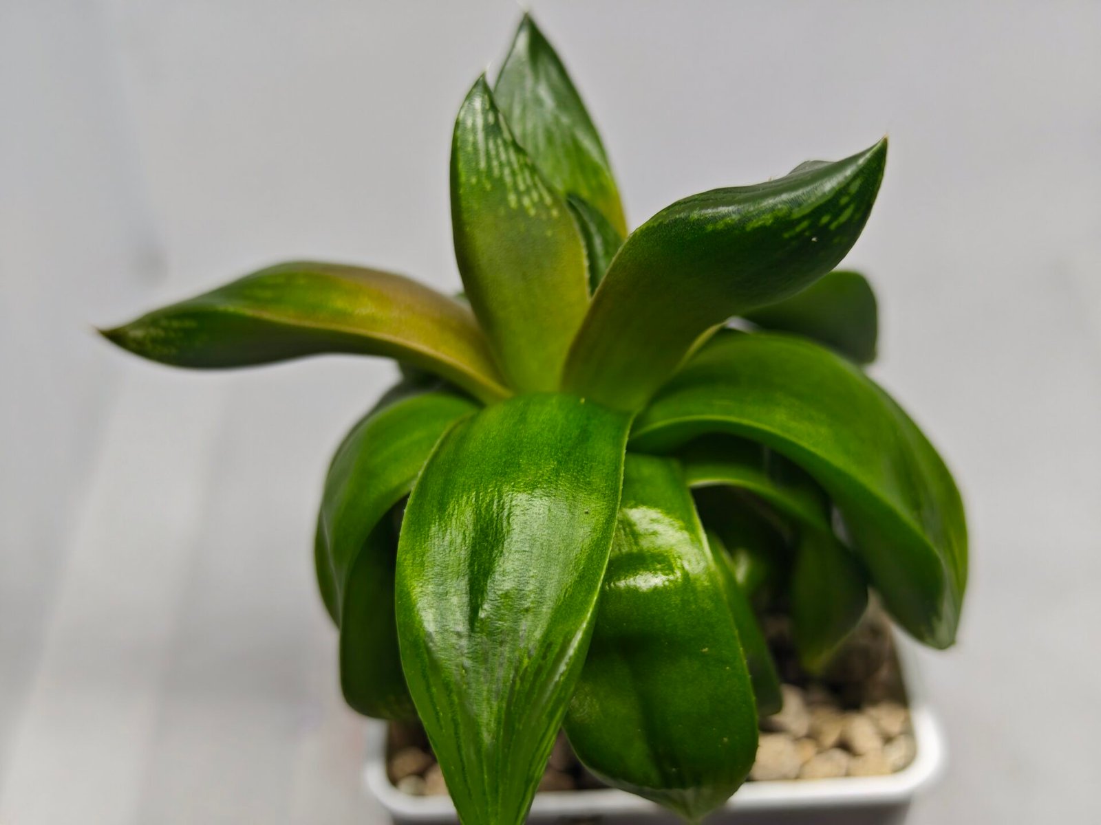 Haworthia Seedling MS157 Springbok Kegazato - 4