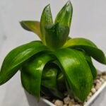 Haworthia Seedling MS157 Springbok Kegazato - 5