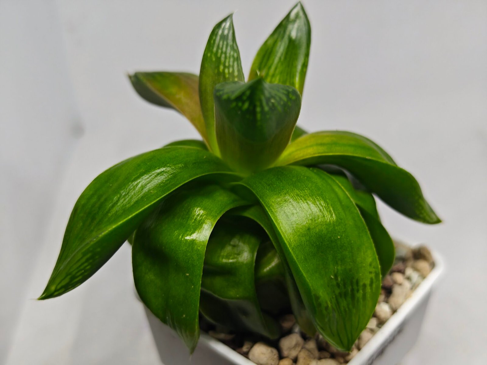 Haworthia Seedling MS157 Springbok Kegazato - 5
