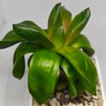 Haworthia Seedling MS157 Springbok Kegazato - 6