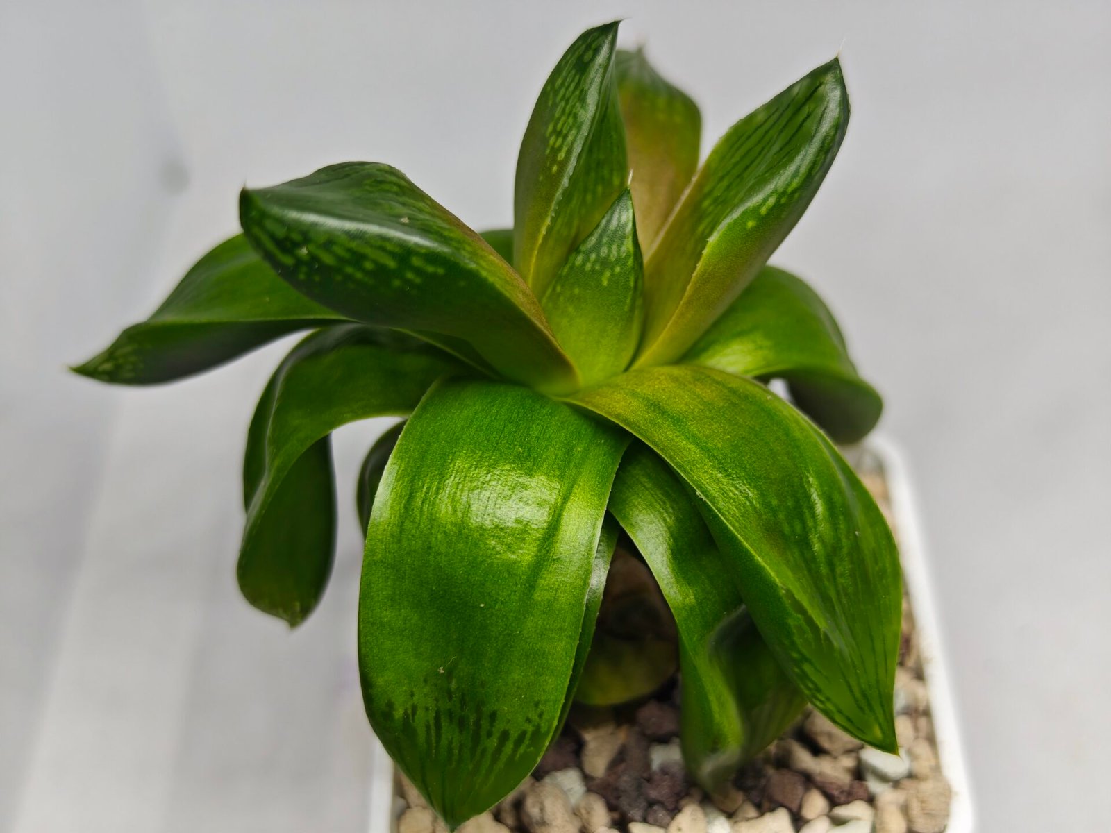 Haworthia Seedling MS157 Springbok Kegazato - 6