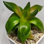 Haworthia Seedling MS157 Springbok Kegazato - 7