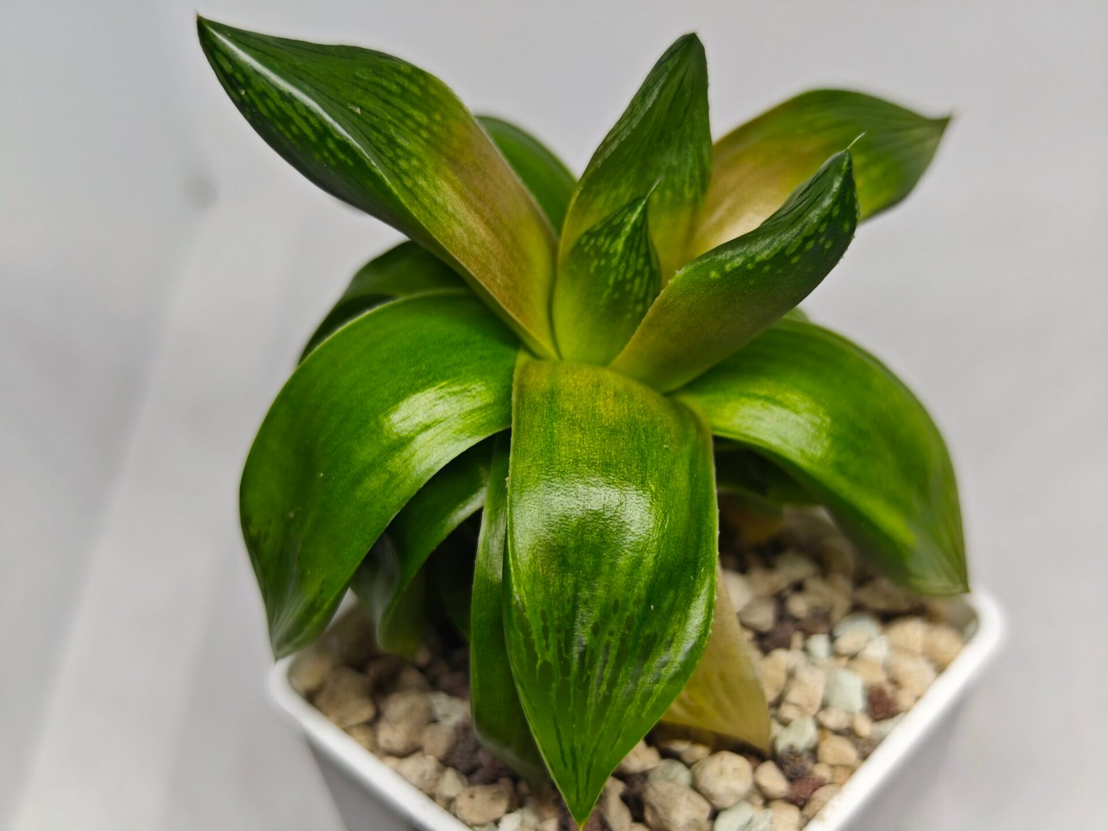 Haworthia Seedling MS157 Springbok Kegazato - 7