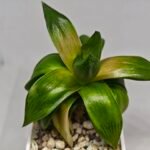 Haworthia Seedling MS157 Springbok Kegazato - 8