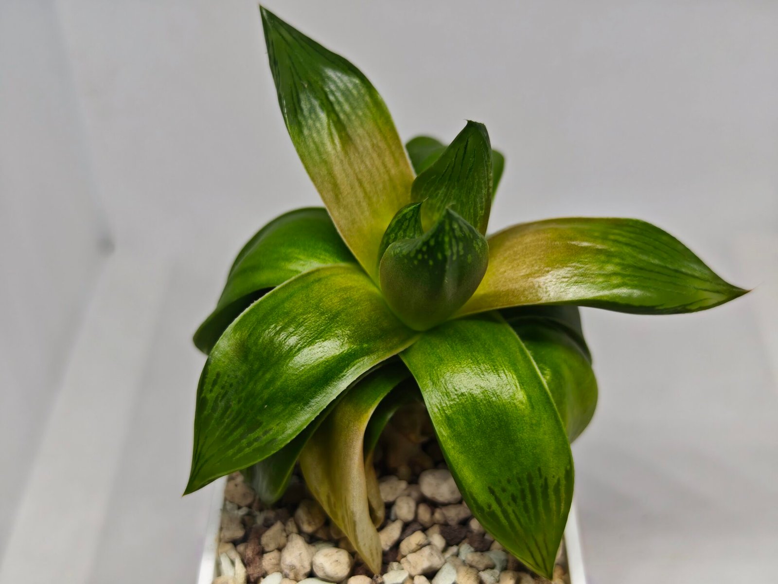 Haworthia Seedling MS157 Springbok Kegazato - 8