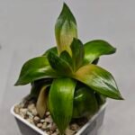 Haworthia Seedling MS157 Springbok Kegazato - 9