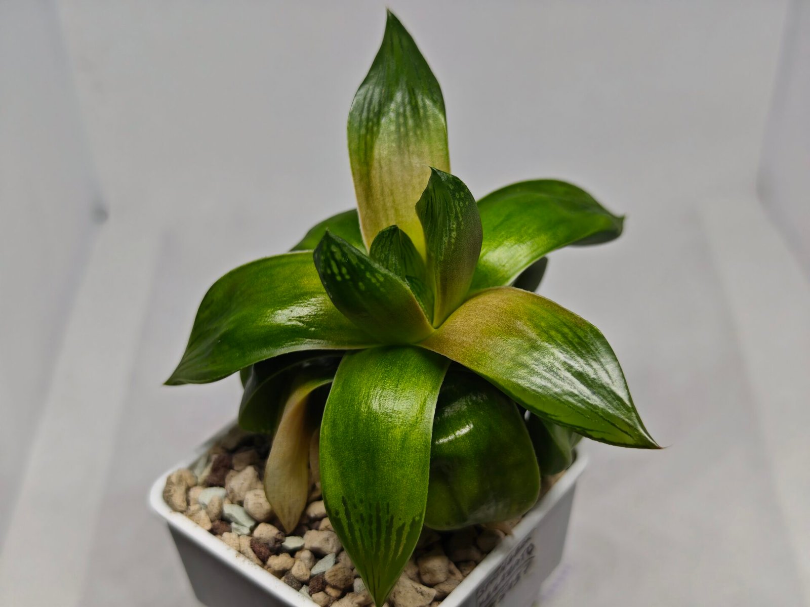 Haworthia Seedling MS157 Springbok Kegazato - 9