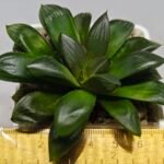 Haworthia Seedling MS158 Springbok Blue Lens - 1