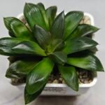 Haworthia Seedling MS158 Springbok Blue Lens - 2
