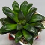 Haworthia Seedling MS158 Springbok Blue Lens - 3