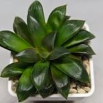 Haworthia Seedling MS158 Springbok Blue Lens - 4