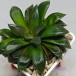 Haworthia Seedling MS158 Springbok Blue Lens - 5