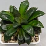 Haworthia Seedling MS158 Springbok Blue Lens - 6