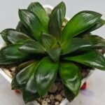 Haworthia Seedling MS158 Springbok Blue Lens - 7
