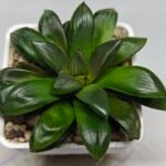 Haworthia Seedling MS158 Springbok Blue Lens - 8