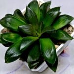 Haworthia Seedling MS158 Springbok Blue Lens - 9