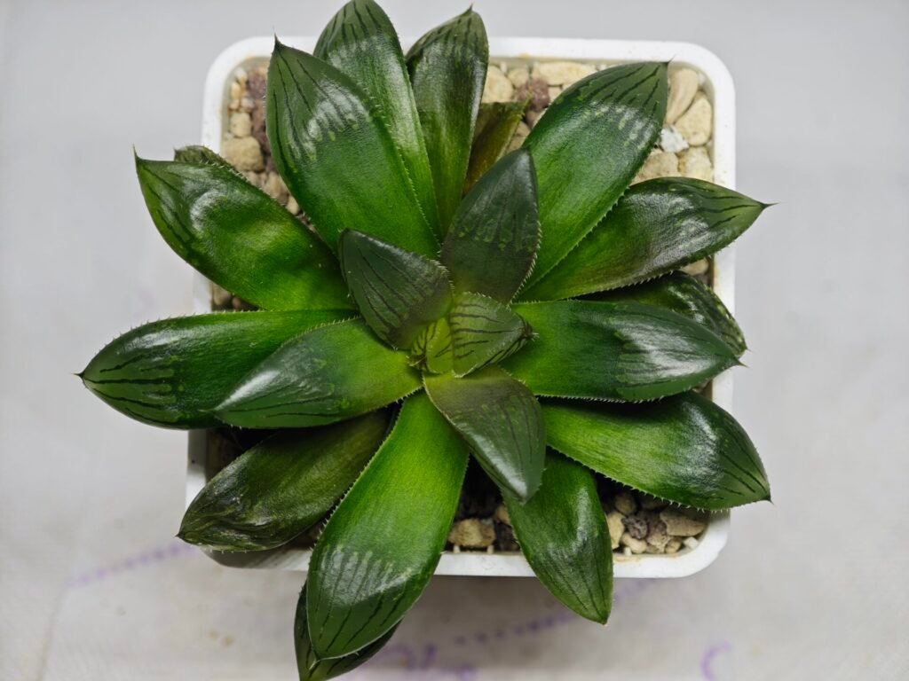 Haworthia Seedling MS158 Springbok Blue Lens - 10