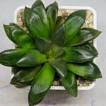 Haworthia Seedling MS158 Springbok Blue Lens - 10