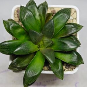 Haworthia Seedling MS158 Springbok Blue Lens - 10