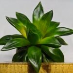 Haworthia Seedling MS159 Springbok Kegazato - 1