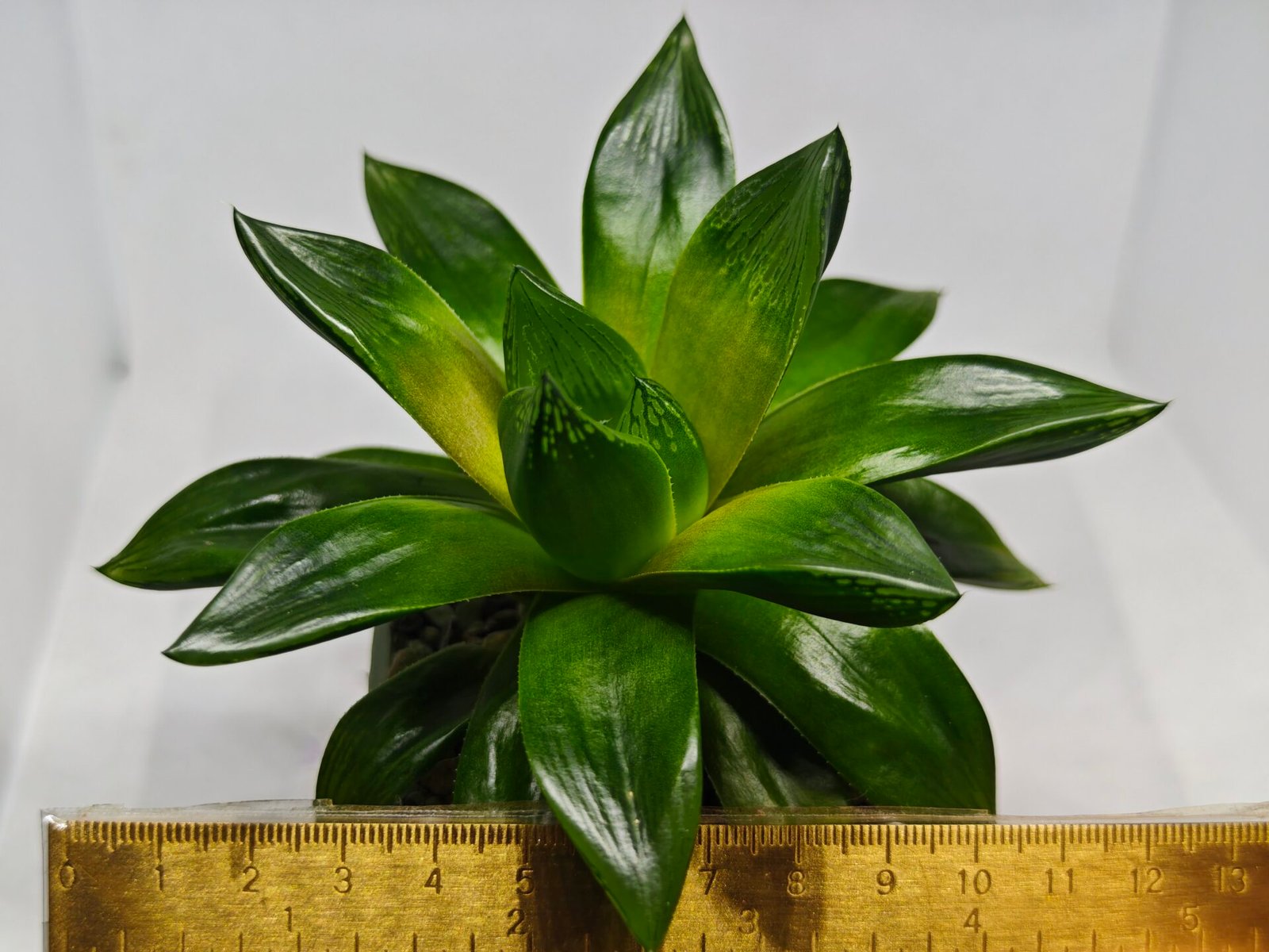 Haworthia Seedling MS159 Springbok Kegazato - 1