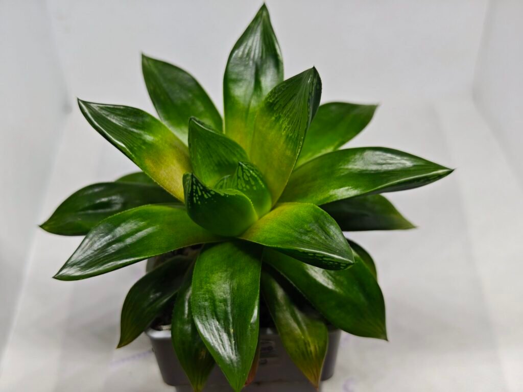 Haworthia Seedling MS159 Springbok Kegazato - 2