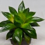 Haworthia Seedling MS159 Springbok Kegazato - 2