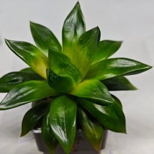 Haworthia Seedling MS159 Springbok Kegazato - 2