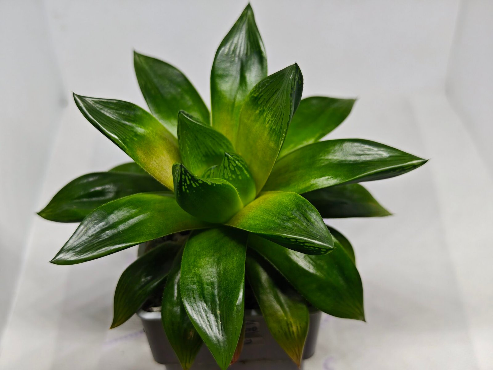 Haworthia Seedling MS159 Springbok Kegazato - 2