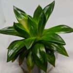 Haworthia Seedling MS159 Springbok Kegazato - 3