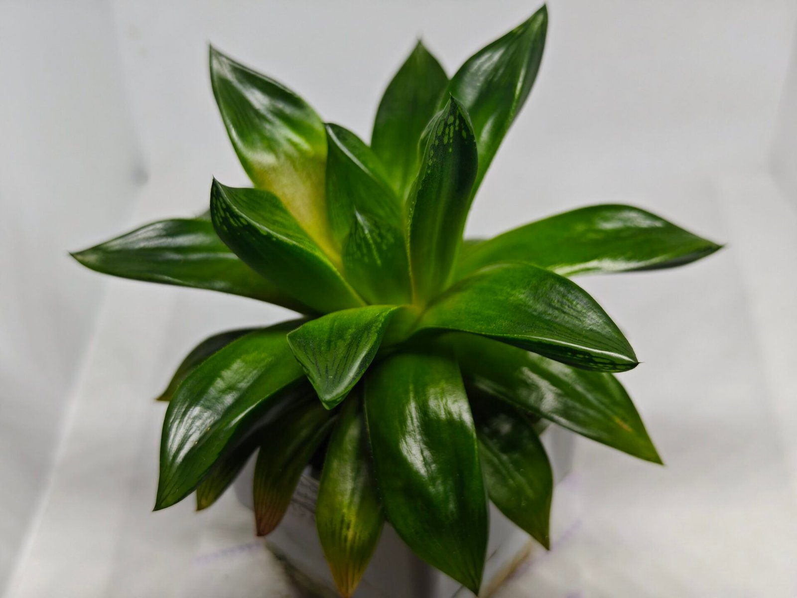 Haworthia Seedling MS159 Springbok Kegazato - 3