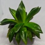 Haworthia Seedling MS159 Springbok Kegazato - 4