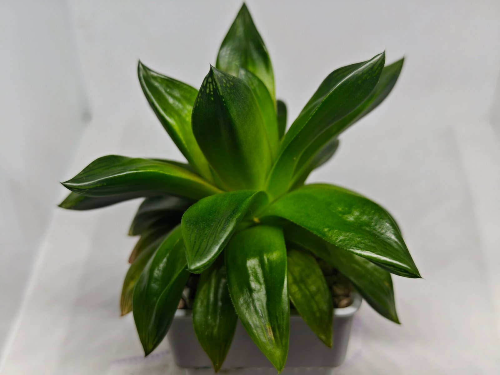 Haworthia Seedling MS159 Springbok Kegazato - 4