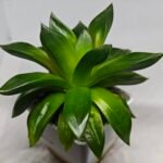 Haworthia Seedling MS159 Springbok Kegazato - 5