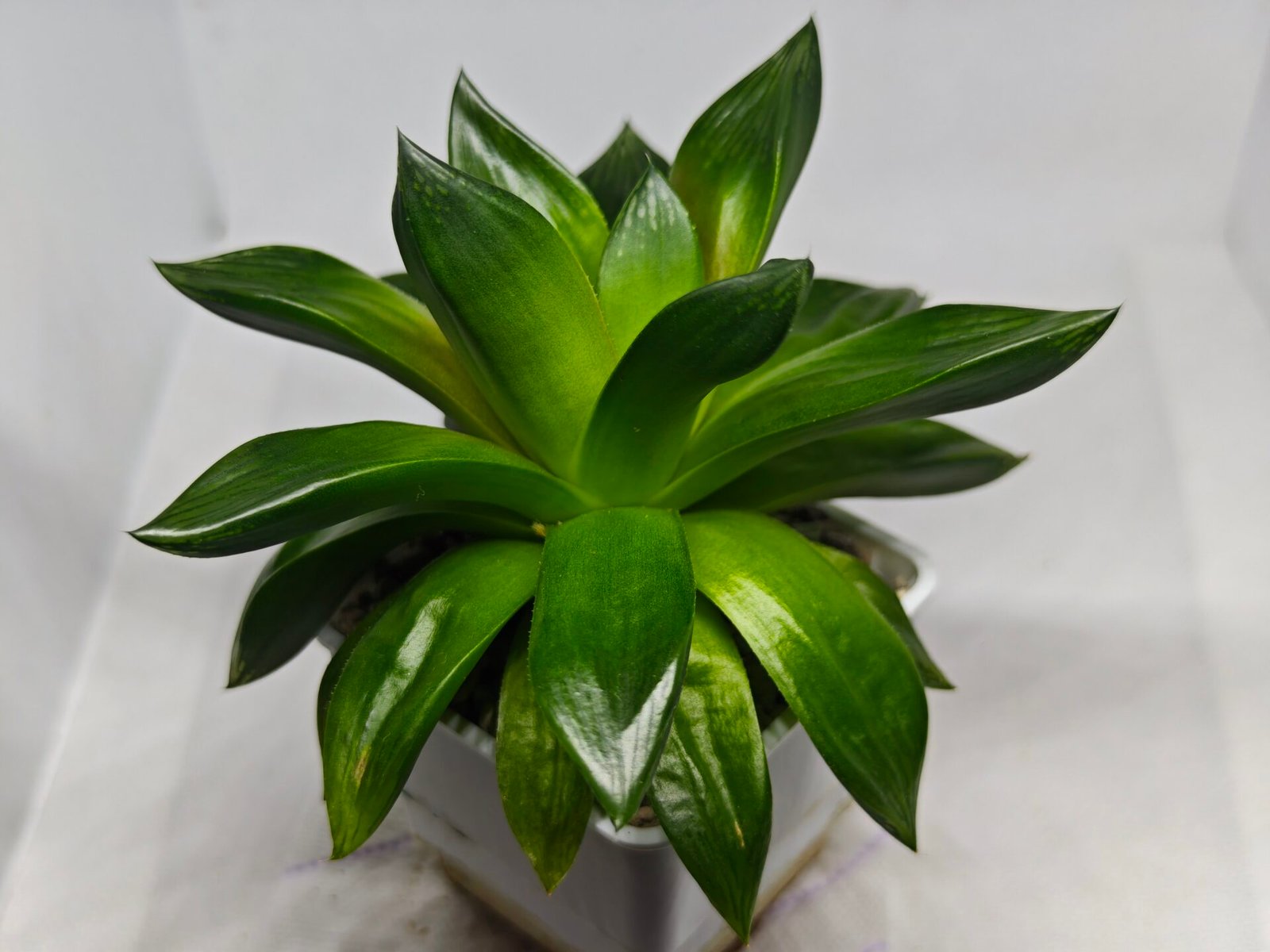Haworthia Seedling MS159 Springbok Kegazato - 5