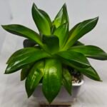 Haworthia Seedling MS159 Springbok Kegazato - 6