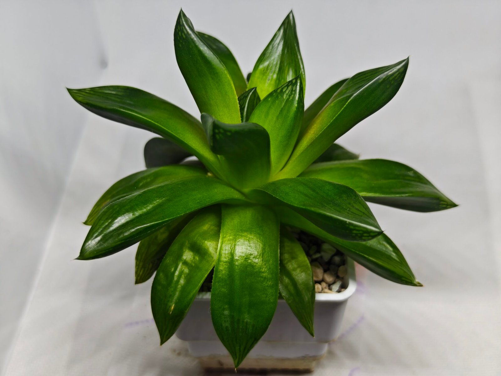 Haworthia Seedling MS159 Springbok Kegazato - 6