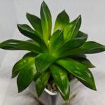 Haworthia Seedling MS159 Springbok Kegazato - 7