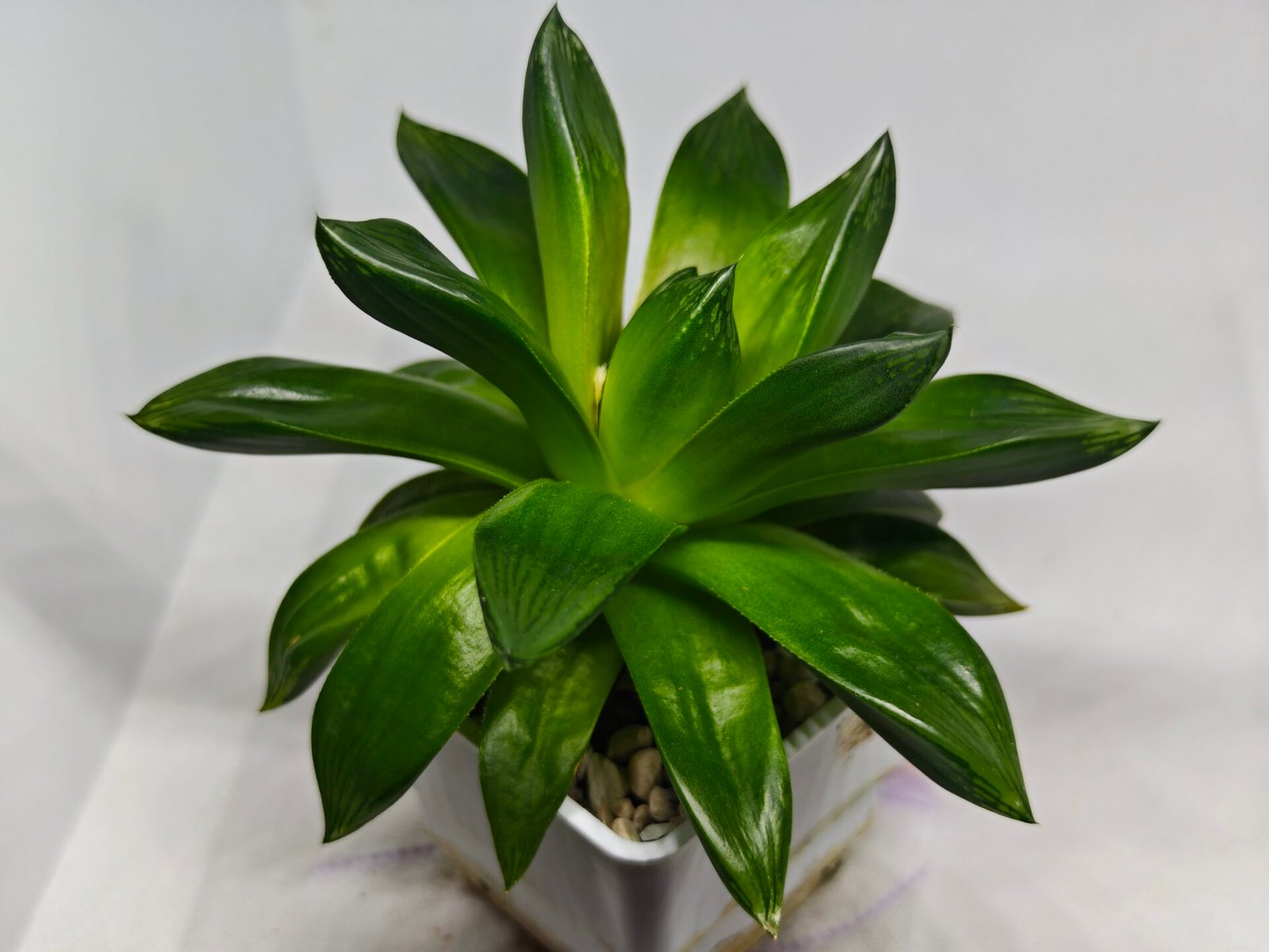 Haworthia Seedling MS159 Springbok Kegazato - 7